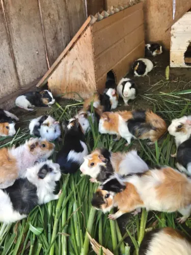 Vendo Porquinho da Índia