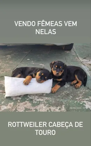 Rottweiler 