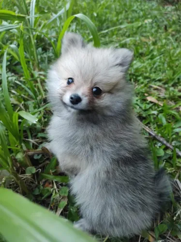 Filhotes de Lulu da Pomerânia (Spitz Alemão Anão) 