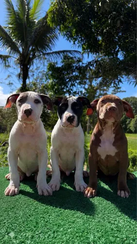 Filhotes de Pit Monster com Pedigree