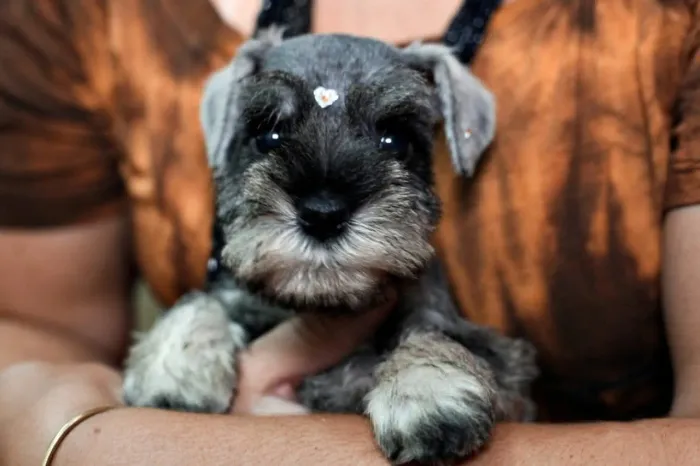 Schnauzer mini