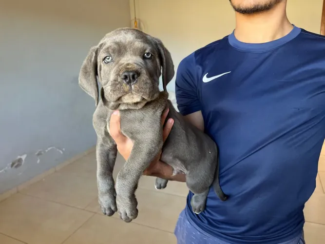 Filhotes de Cane Corso