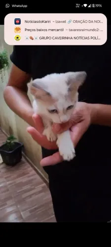 Gato