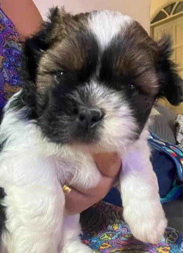 FILHOTE DE SHIH-TZU MACHO DISPONÍVEL!