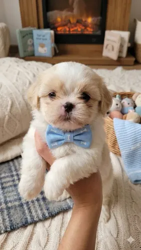 Filhotes de Shih tzu