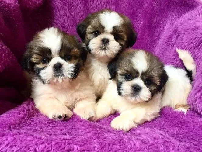 Shih Tzu miniatura