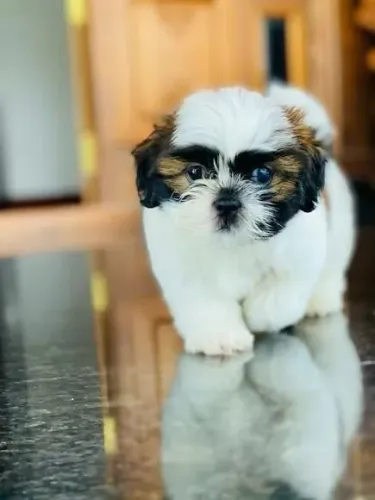Shih tzu Esse pequeno deixa qualquer momento mais leve