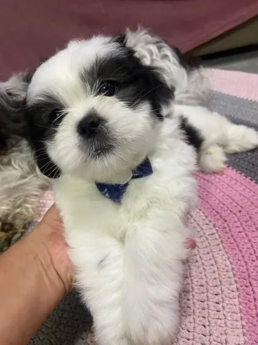 Shih Tzu machinho ? vacinado e vermifugado - R$ 1.300