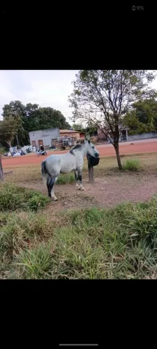 CAVALO PITIÇO BUDOG (REPRODUTOR)