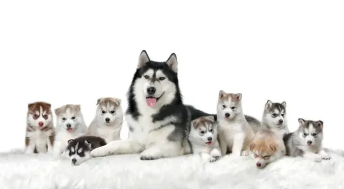 Filhote de Husky Siberiano O Amigo Que Faz Qualquer Dia Ser Especial