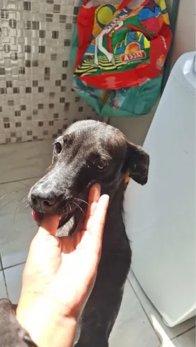 ADOÇÃO RESPONSÁVEL