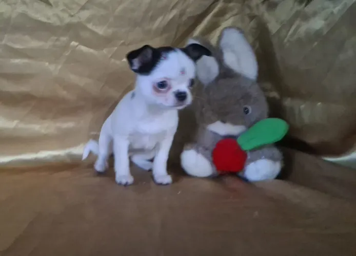 Chihuahua mini disponível 