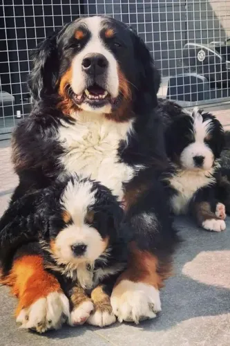 Bernese Mountain Ele te entende no olhar
