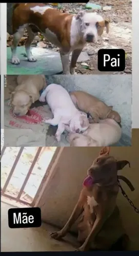 Venho filhote de pitbul pra vender