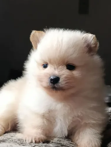 Lindo filhote de Spitz Alemão