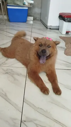 Vendo Uma Chow Chow Fêmea Pura de Pai e Mãe Mas informações entra no meu PV *