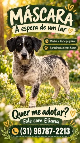 Cachorro boiadeiro-australiano, também chamado blue hee