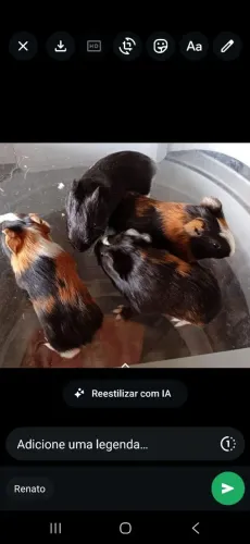 Porquinho da Índia machos e fêmea..