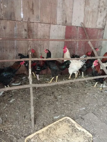 Vendo galos 