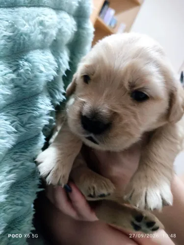 Golden Retriever fêmea será entregue 22/10