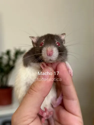 Rato Twister 