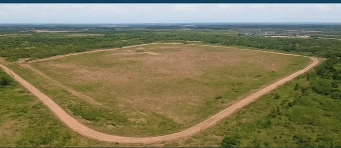 Fazenda para planta eucalipito