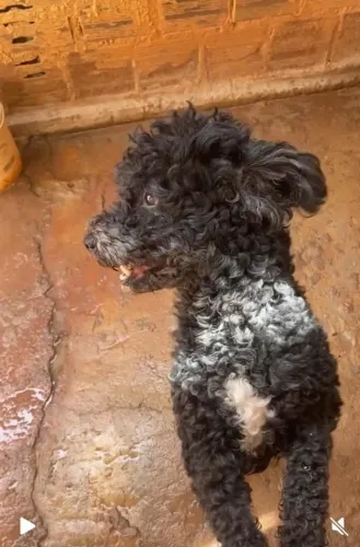 Doa se um cachorro poodle