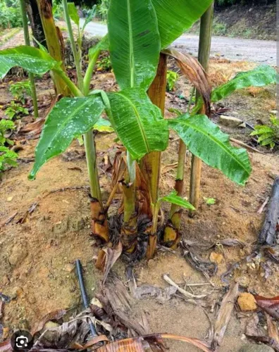 Banana maçã