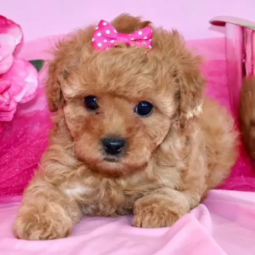 Poodle Toy Red: Macho e Fêmea disponível