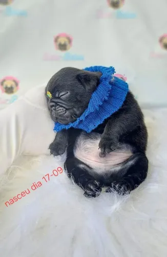 Pug macho pra reserva