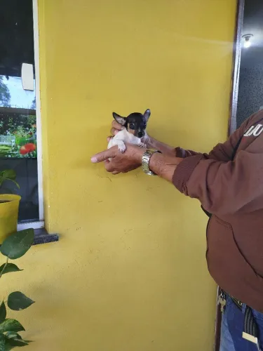 Filhote pinscher macho zero