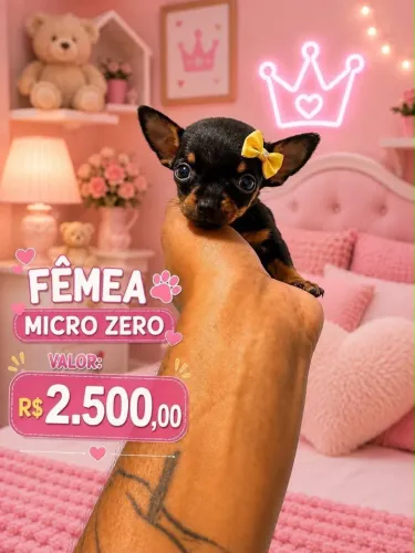 Cachorro
