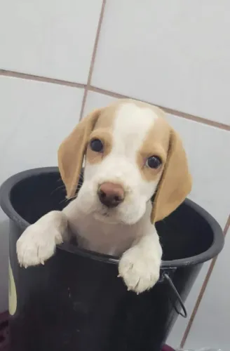 Beagle macho mini 13 polegadas bicolor