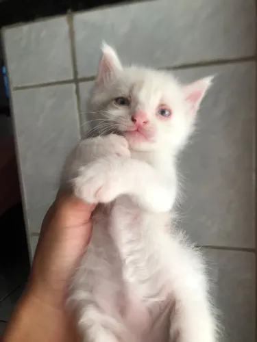 GATINHO ANGORÁ BRANCO - LINDO E FOFINHO!