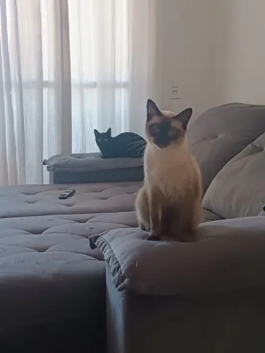Doação de gatinhas