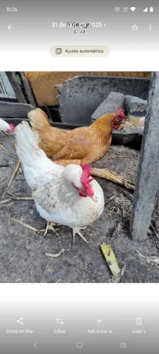 Galinhas caipiras e poedeiras