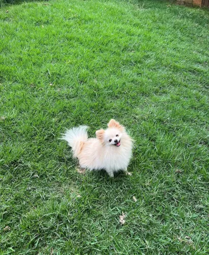 Lulu da pomerania 