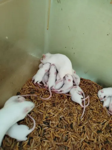 Camundongo/ratinho de laboratório 
