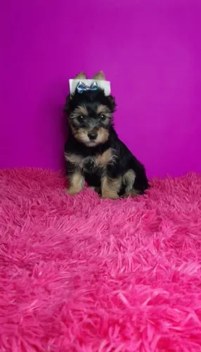 Akita Inu,Akita Inu Filhote Selecionado Alta Procedência