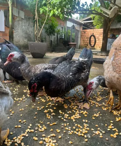 10 patos jovem a venda preço especial para levar todos