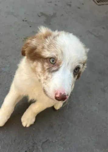 Border collie cor Red merly lindo !!! 10x se juros 