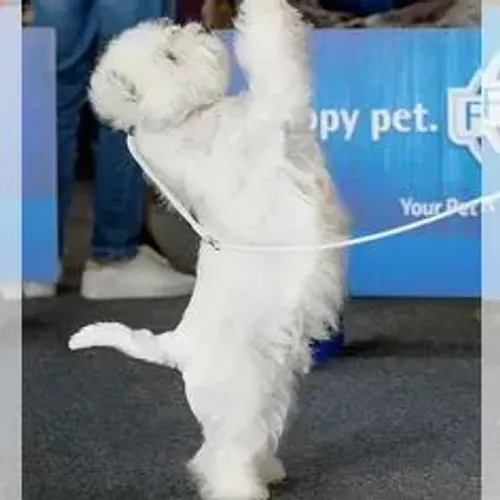 West Terrier Fêmea Linda Disponível