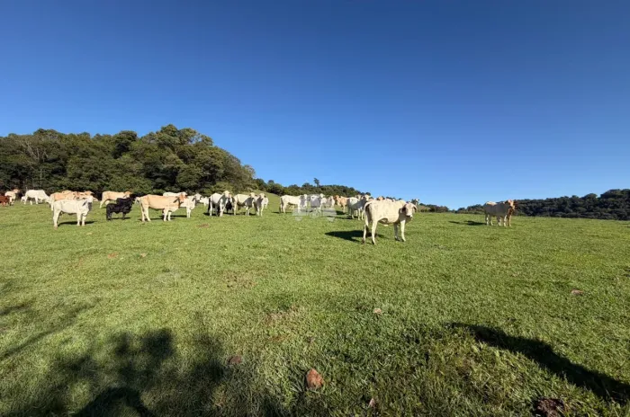 Vendas Área Itapejara D'Oeste PR