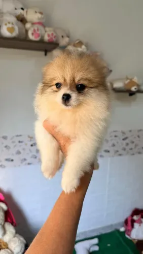 Linda fêmea de Spitz Alemão