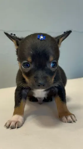 Pinscher pretinho lindo