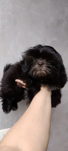 Shih Tzu