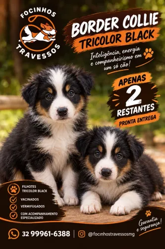 Filhotes Border collie (Machos)