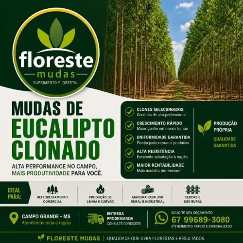Eucalipto