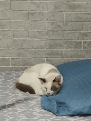 Gato macho filhote - adoção responsável