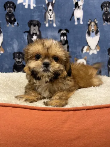 Shih Tzu com garantias e suporte veterinário gratuito
